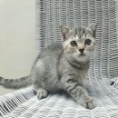 Scottish Fold SCFC หน้าสวยฟอร์มดี