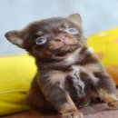 ★^-^*★ WWW.WOWWCHIHUAHUA.COM★^-^*★." ชิวาวาเพศเมียขนยาวสีชอคโกแลตแทน 12500