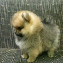 Sale Pomeranian ด.ญ.และด.ช. ราคาแสนจะถูกใจ
