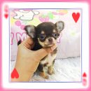 น้องแองจี้ ชิวาวาทีคัพเพศเมียสีชอคแทน