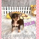 ** ทีคัพสุดน่ารัก** น้องโจลี่ เพศเมีย น่ารักๆๆ