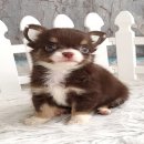 ★^-^*★ WWW.WOWWCHIHUAHUA.COM ★^-^*★." น้องปาร์ตี้" ชิวาวาเพศผู้ ขนยาว...