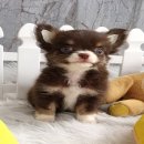 ★^-^*★ WWW.WOWWCHIHUAHUA.COM ★^-^*★." น้องปาร์ตี้" ชิวาวาเพศผู้ ขนยาว...