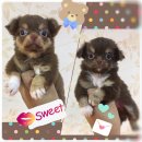 2 หนูน้อยเพศเมียสีชอคแทนสุดน่ารัก หน้าสั้นๆมาร์กสวยๆ