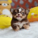 ★^-^*★ WWW.WOWWCHIHUAHUA.COM★ ^-^*★."น้องซินดี้" ชิวาวาเพศเมีย ขนยาว ส...