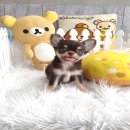 ★^-^*★ WWW.WOWWCHIHUAHUA.COM★ ^-^*★."น้องแซลมอน" ชิวาวาเพศผู้ ขนยาว สี...
