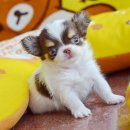 ★ WWW.WOWWCHIHUAHUA.COM★"น้องน้ำหวาน" ชิวาวา เพศเมีย ขนยาว สีขาวชอคโกแ...