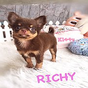 ★^-^*★ WWW.WOWWCHIHUAHUA.COM★ ^-^*★."น้องริชชี่" ชิวาวา เพศเมีย ขนยาว...
