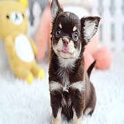 ★^-^*★ WWW.WOWWCHIHUAHUA.COM ★^-^*★." น้องมิวมิว"เพศเมีย ขนยาว สีชอคโก...