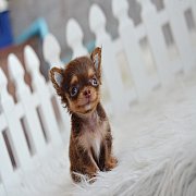 ★^-^*★ WWW.WOWWCHIHUAHUA.COM★ ^-^*★."น้องบาบูน" ชิวาวา เพศผู้ ขนยาว สี...