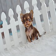 ★^-^*★ WWW.WOWWCHIHUAHUA.COM★ ^-^*★."น้องบาบูน" ชิวาวา เพศผู้ ขนยาว สี...