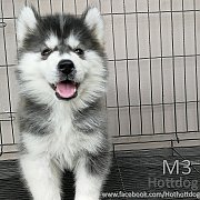 ไซบีเรียน วูลลี่โค้ด ขนยาวๆขนแน่นๆ หน้าหมี ฟอร์มสวยเช่นเคย ผ่อนได้จ้า