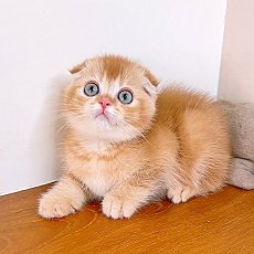 แมวสก๊อตติสโฟร์ ขี้อ้อนมากกก