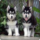  Siberian Husky Puppy For Sale.