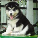 ไซฮัสน้อย สไตด์ขนยาว เพศเมีย ตาฟ้าคู่เปิดจำหน่ายครับ