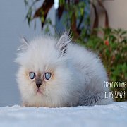 เปิดจอง หิมาลายัน สายพันธุ์แท้ (มีใบรับรองสายพันธุ์/เพ็ดดีกรี) เพศชาย ตาสีฟ้า