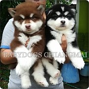 ไซบีเรียนสายขนยาวเกรดคัดคุณภาพเปิดจำหน่ายครับ