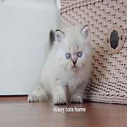 ลูกแมว หิมาลายัน ช็อคโกแลตลิ้งซ์พ้อย ( ข้างลำตัวมีลายลิ้งซ์) ตาสีฟ้า เพศหญิง