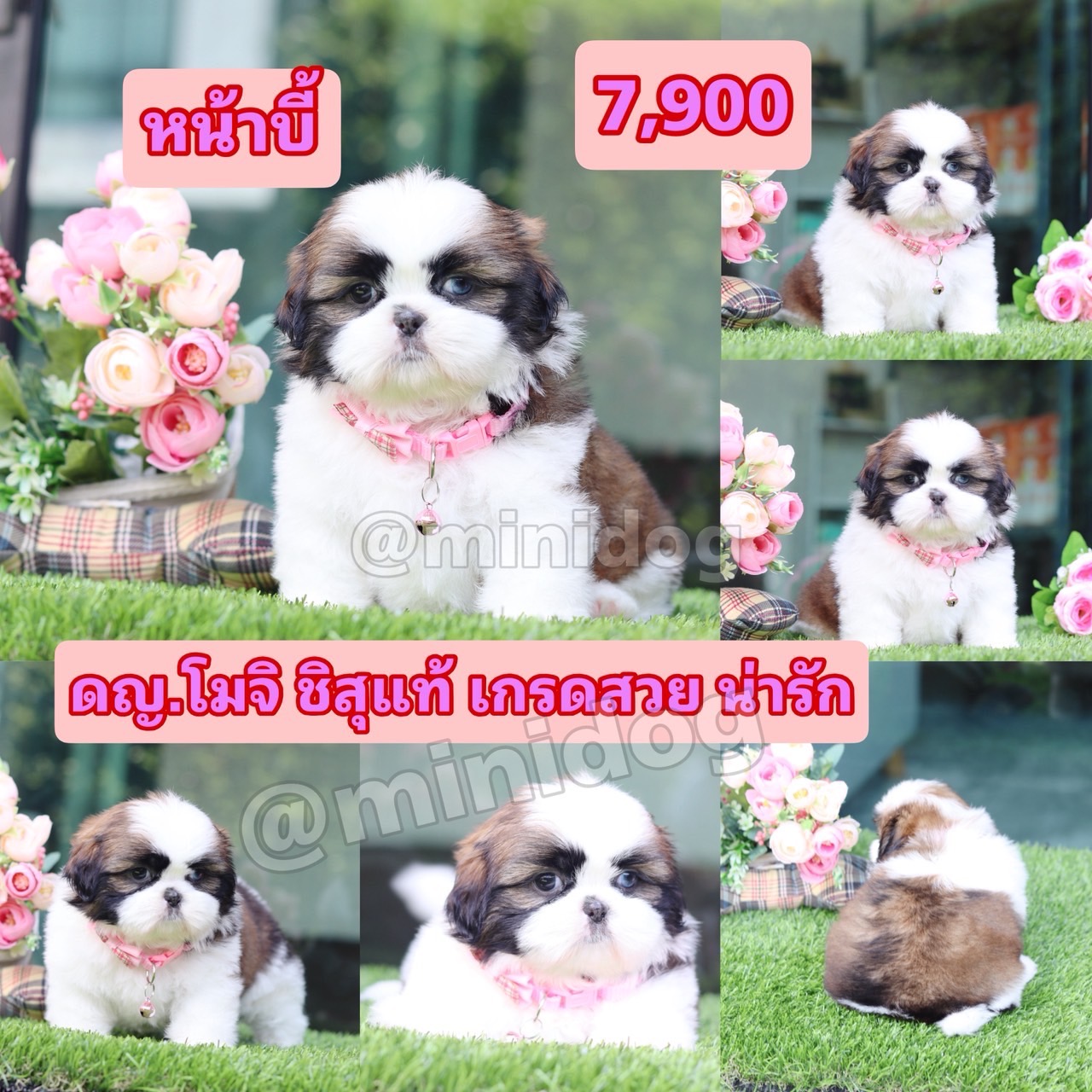 ชิสุแท้เกรดสวย