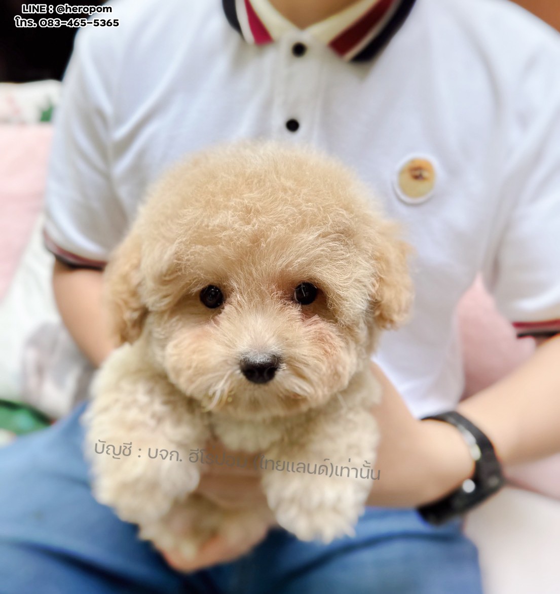 บิชองพู BCM-10751 เพศชาย สีแชมเปญ สวยหวานลูกคุณ ตัวเล็ก ขนนุ่ม สายเลือดคุณพ่อคุณ...