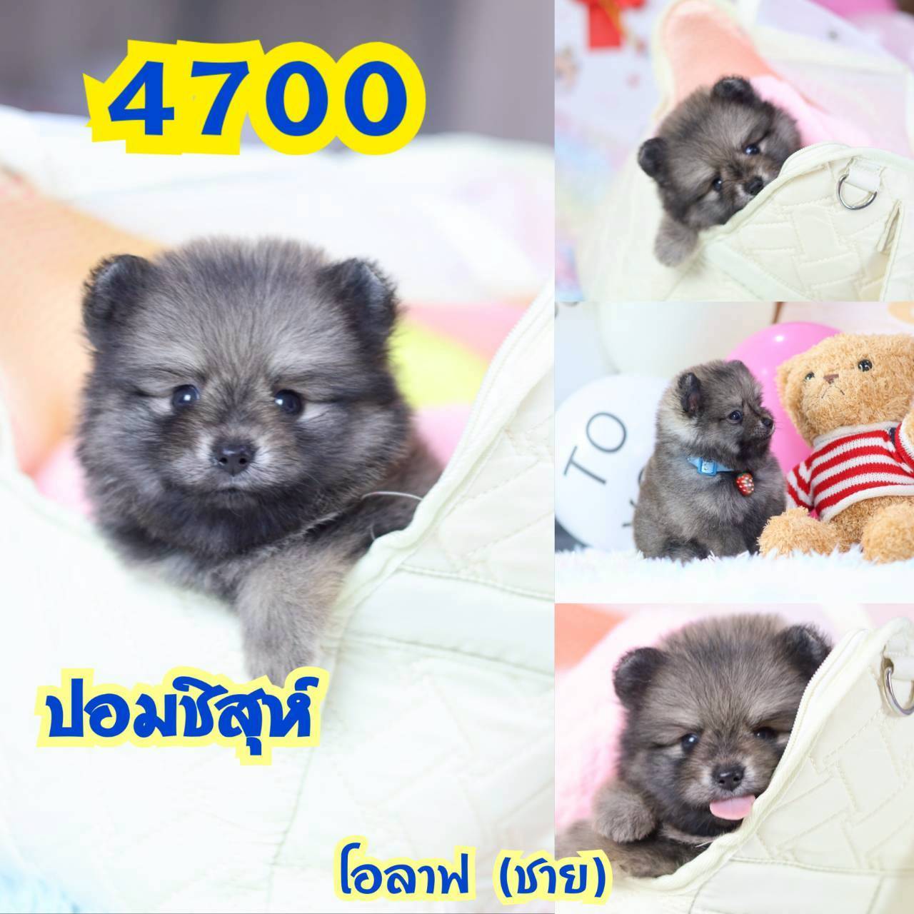 กิ๊ฟซ่า มาแล้ว ถูกและดี @kibzaa