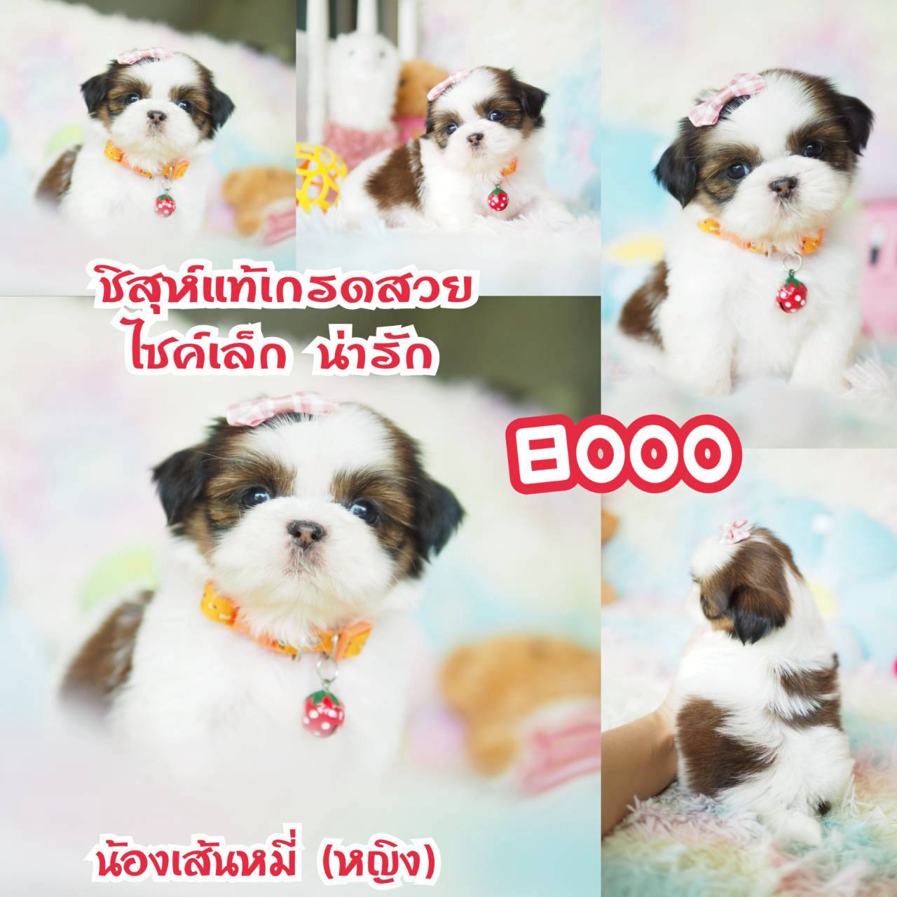 ❤️ บ้านกิ๊ฟซ่า สวยขาสั้น