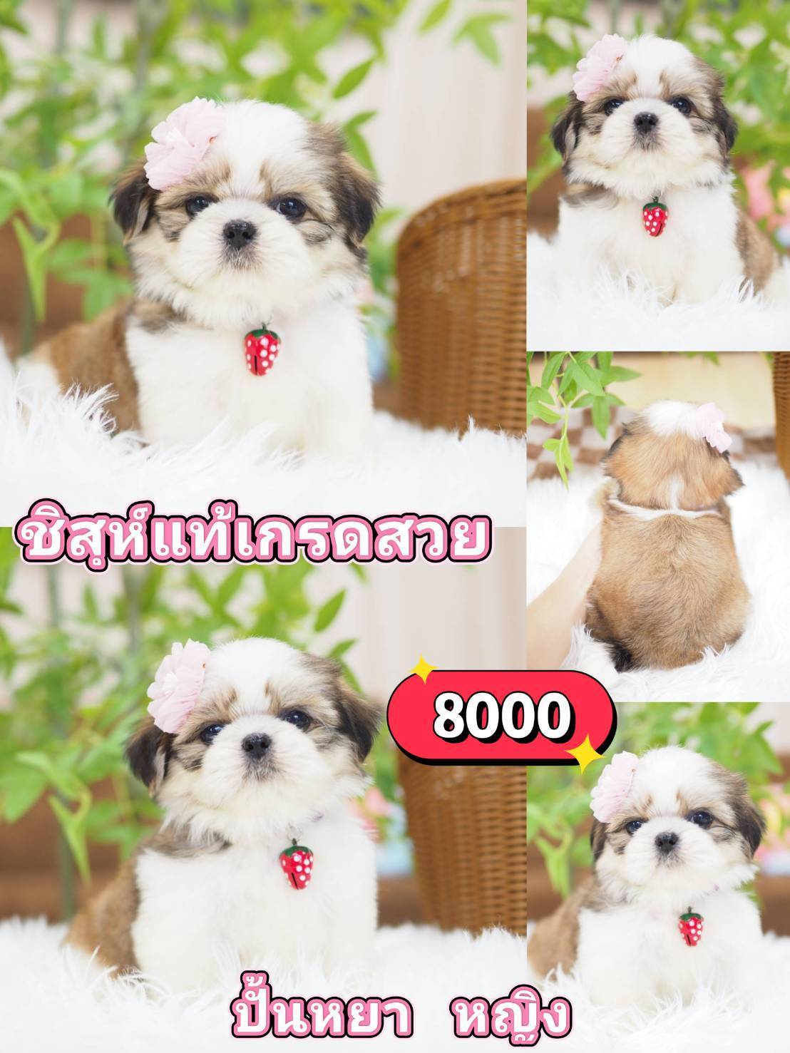 ชิสุห์แท้