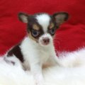ขายลูกสุนัขชิวาวาขนยาว (N’ ROCKY)