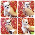 [Chihuahua Is Here] ชิวาวา สีขาว ขนยาว เพศผู้ (SOLD)