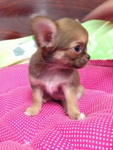 ขายชิวาวาเพศเมียน่ารัก สายเลือดดี หน้าสวย หัวสวย สายช็อค
