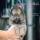 FYPOM KENNEL ขายน้อง BEATING เพศผู้ สีส้ม ขนแน่น โครงสร้างดี ลูกไทยแชมป์