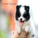 FYPOM KENNEL ขายน้อง Seafood Pasta เพศผู้ สีปาร์ตี้ ขนแน่น โครงสร้างดี มีใบเพ็ดด...