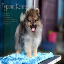 FYPOM KENNEL ขายน้องBEATING เพศผู้ ไซส์มาตรฐาน สีส้ม ขนแน่นลูกไทยแชมป