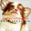 LITTLE DOG'S FARM : น้องได้บ้านใหม่ใจดีแล้วค่ะ ชิวาวาขนยาวสีแฟนซีขาวชอคฯ