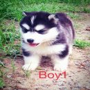 น้องหมาไซบีเรียน เพศผู้ น่าตาน่ารัก สุขภาพแข็งแรง โครงสร้างดี ขนหนา ราคาไม่แพง พ...