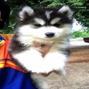น้องหมาไซบีเรียน เพศผู้ น่าตาน่ารัก โครงสร้างดี ราคาไม่แพง จัดส่งฟรี