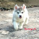 น้องหมาไซบีเรียน เพศผู้ น่าตาน่ารัก โครงสร้างดี มีใบเพ็ดฯ ราคาไม่แพง จัดส่งฟรี
