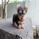 Yorkie Hut ยอร์คเชียร์เพศผู้ น้องMAJUNG(มะจัง) เกิด 10พย.59 สีแบลคแทนใบเพ็ดเต็มใ...