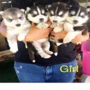 เปิดจองน้องหมาไซบีเรียน เพศผู้ 1 เมีย 4 น่าตาน่ารัก สุขภาพแข็งแรง ราคาไม่แพง