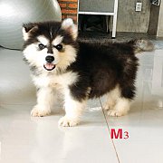 น้องหมาไซบีเรียน เพศผู้ สีขาวดำ ตาดำ โครงสร้างใหญ่ ขนวูลลี่ ราคาไม่แพง พร้อมจัดส...