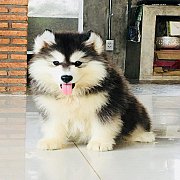 น้องหมาไซบีเรียน เพศผู้ ขาวดำ ตาดำ โครงสร้างใหญ่ พร้อมจัดส่ง