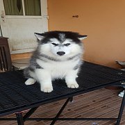 จำหน่ายน้องหมาไซบีเรียนฮัสกี้ โครงสร้าง​ใหญ่​ขนวู๊ดลี่ ไม่ใช่หมาฟาร์ม​ราคาต่อรอง...