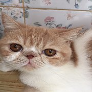 น้องแมวเอ็กโซติก ช้อทแฮร์ พันธุ์แท้ มีใบเพ็ดพร้อมย้ายบ้านจ้า น้องน่ารัก แข็งแรงม...