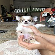 ชิวาวา เพศเมีย สายเลือดดี