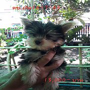 May's Farm. ยอร์คเชียร์เทอร์เรีย เพศผู้  (ปิดการขาย)