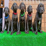 สายเลือด อินเตอร์ เเชมป์ ลูกสุนัข ลาบราดอร์ สีช็อคโกเเลตเเท้ (Labrador Puppy Cho...