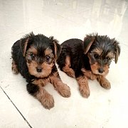 ชายลูกยอร์ค หน้าหมี ขนแน่น เพศผู้