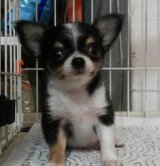 ขายชิวาว่าเพศผู้ 2เดือน พร้อมใบเพ็ท