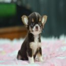  *★ WWW.WOWWCHIHUAHUA.COM★^... ออมมี่...ชิวาวาเพศเมียขนยาวสีขาวชอคโกแลต หัวโตหน้...