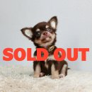 LITTLE DOG'S FARM : ย้ายบ้านแล้วค่ะ สาวน้อยชิวาวาขนยาว สีชอคโกแลต&แทน (อัพเด...